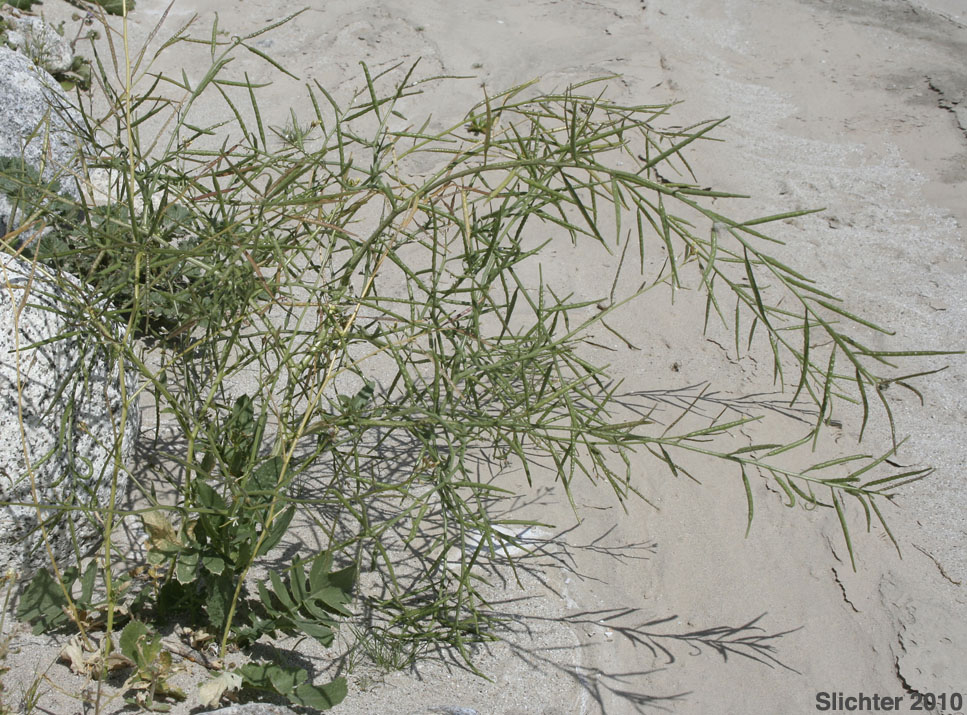 Sahara Mustard, Saharan Mustard: Brassica tournefortii (Synonym: Brassica tournefortii var. sisymbrioides)