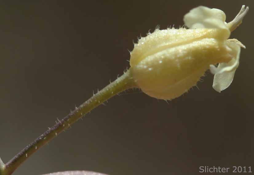 Flower of Hall's Caulanthus, Hall's Wild Cabbage: Caulanthus hallii