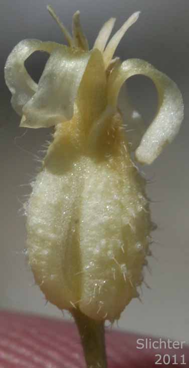 Flower of Hall's Caulanthus, Hall's Wild Cabbage: Caulanthus hallii