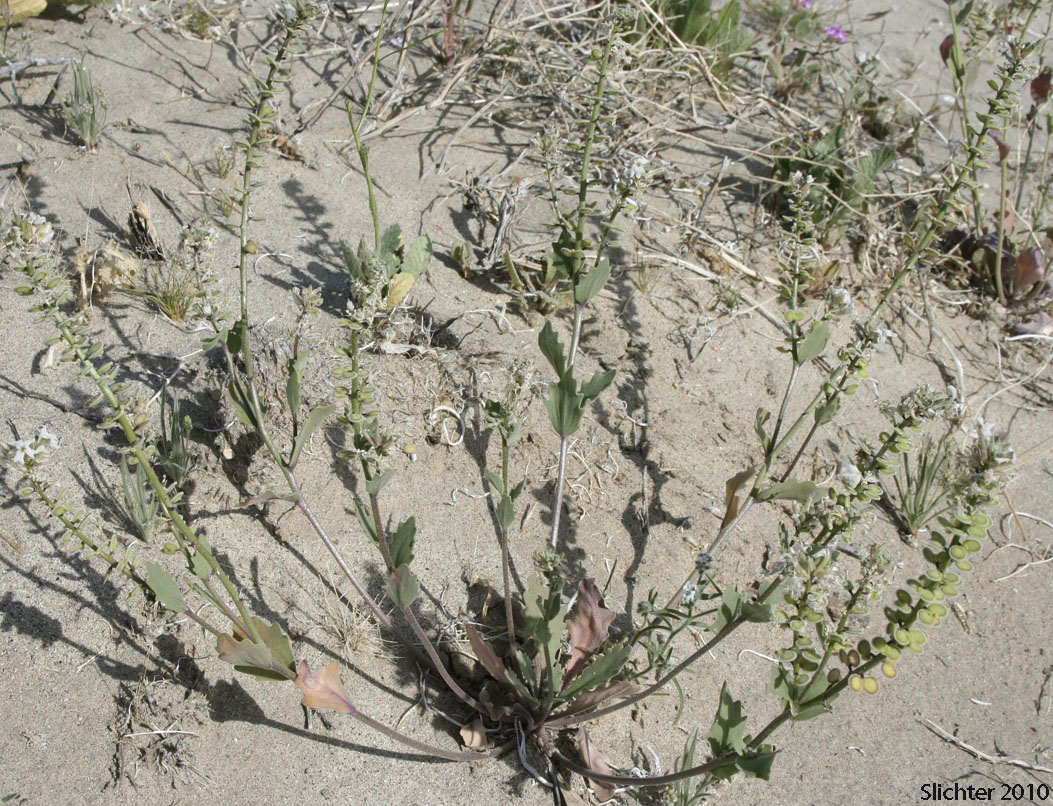 California Shieldpod, Spectacle Pod: Dithyrea californica