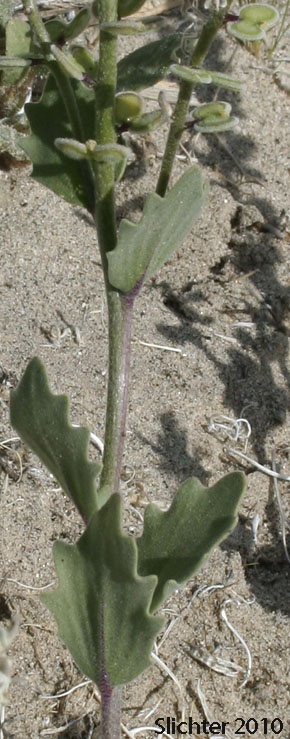 California Shieldpod, Spectacle Pod: Dithyrea californica