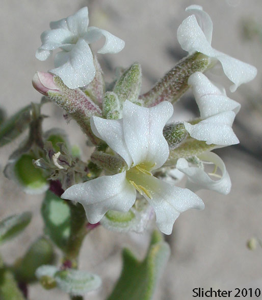 California Shieldpod, Spectacle Pod: Dithyrea californica