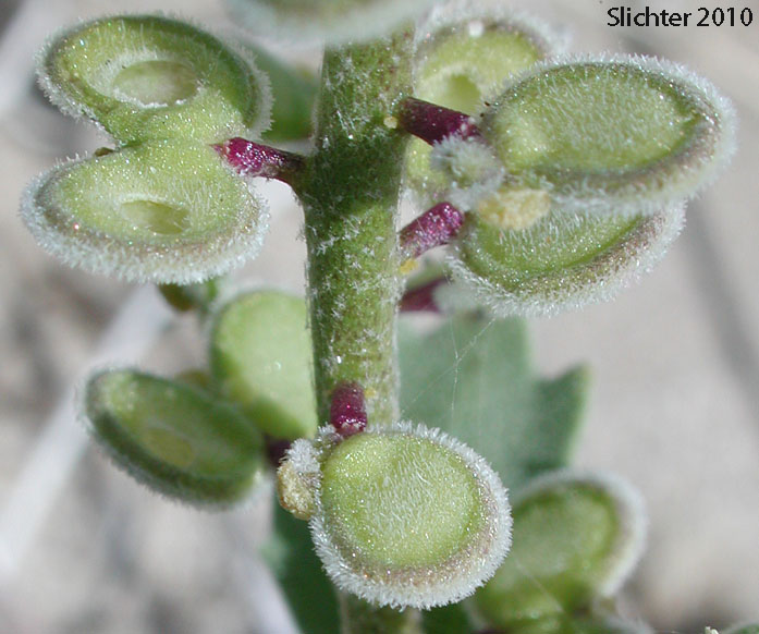 California Shieldpod, Spectacle Pod: Dithyrea californica