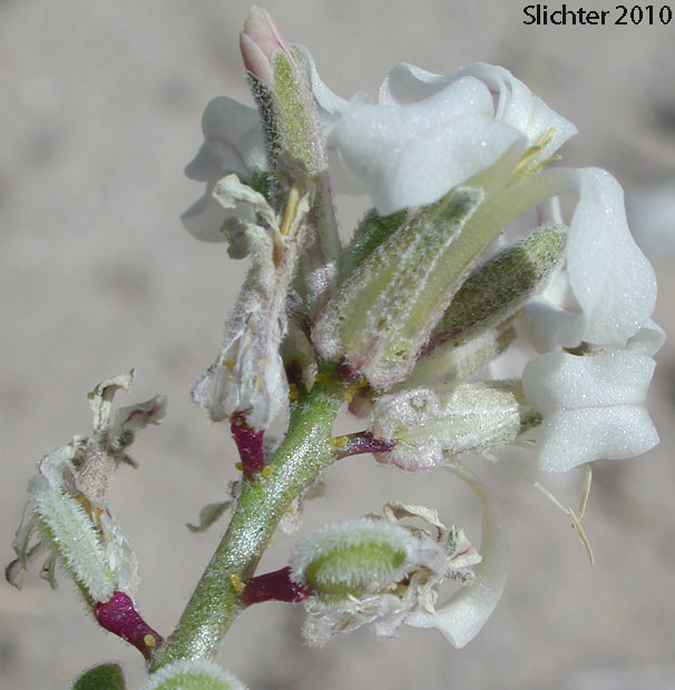 California Shieldpod, Spectacle Pod: Dithyrea californica