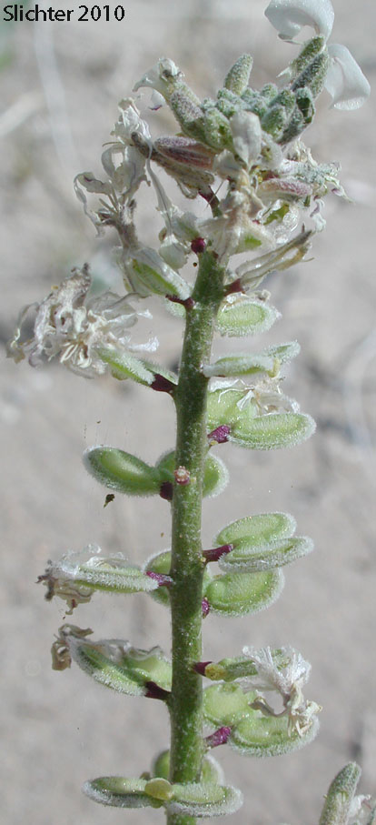 California Shieldpod, Spectacle Pod: Dithyrea californica