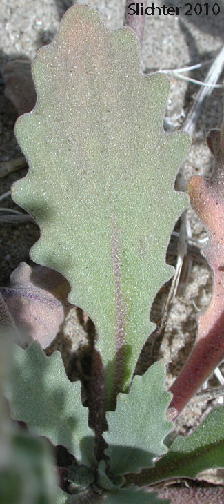 California Shieldpod, Spectacle Pod: Dithyrea californica