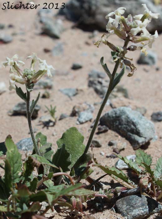 California Shieldpod, Spectacle Pod: Dithyrea californica