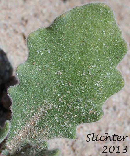 Basal leaf of California Shieldpod, Spectacle Pod: Dithyrea californica