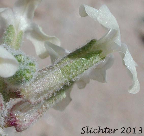 Calyx and corolla of California Shieldpod, Spectacle Pod: Dithyrea californica