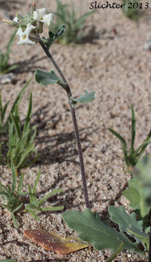 California Shieldpod, Spectacle Pod: Dithyrea californica