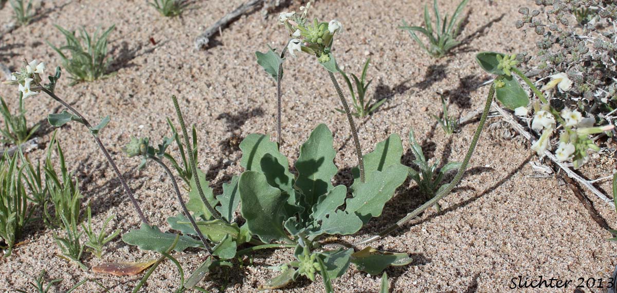 California Shieldpod, Spectacle Pod: Dithyrea californica