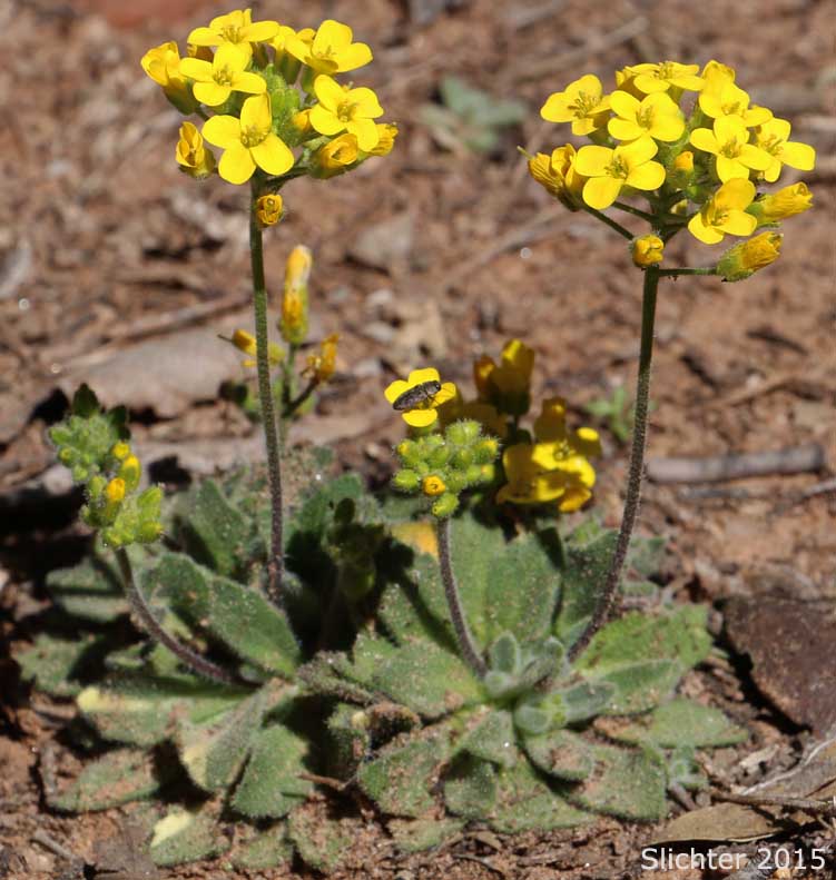 Rough Draba: Draba asprella (Synonym: Draba asprella var. typica)