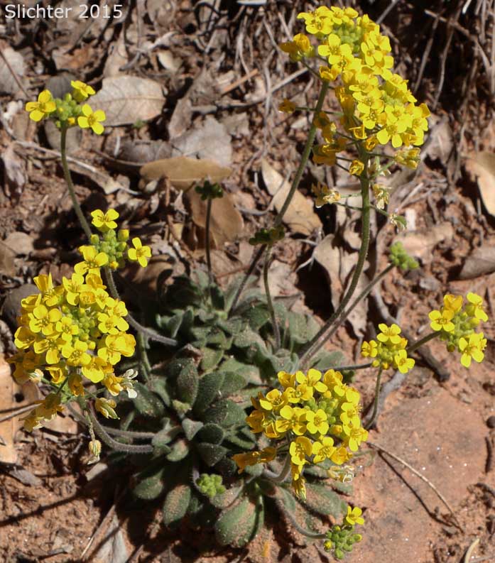 Rough Draba: Draba asprella (Synonym: Draba asprella var. typica)