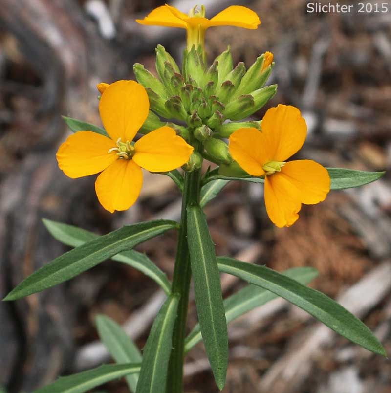Inflorescence of Sanddune Wallflower: Erysimum capitatum var. capitatum (Synonyms: Erysimum capitatum var. angustatum; Erysimum capitatum var. lompocense; Erysimum capitatum ssp. angustatum; Erysimum capitatum ssp. capitatum; Erysimum capitatum ssp. lompocense; Erysimum asperum var. bealianum; Erysimum asperum var. stellatum; Erysimum capitatum var. bealianum; Erysimum insulare var. angustatum; Erysimum moniliforme; Erysimum suffrutescens var. lompocense)