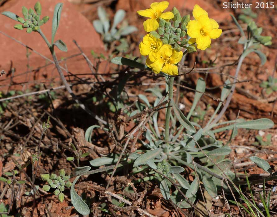 Arizona Bladderpod: Lesquerella arizonica (Synonyms: Lesquerella arizonica var. nudicaulis, Physaria arizonica)