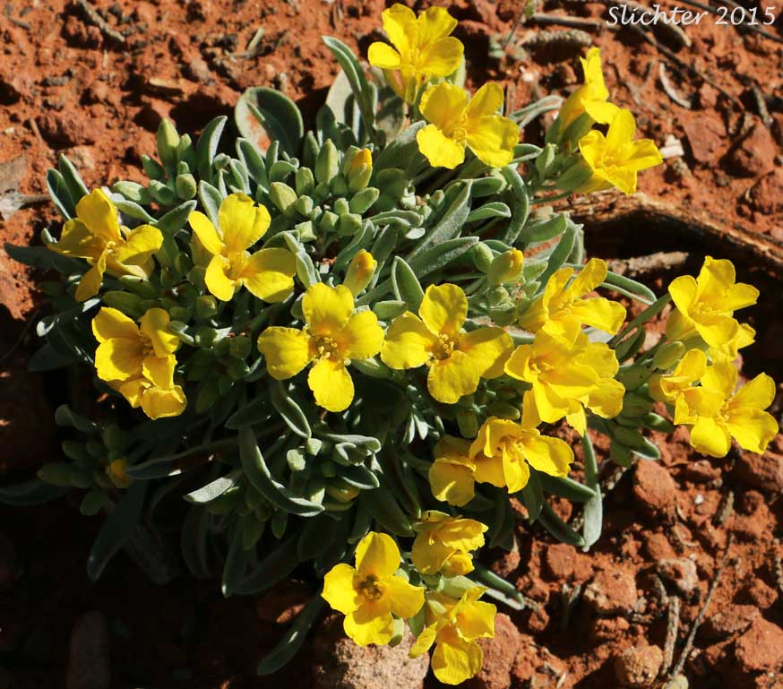 Arizona Bladderpod: Lesquerella arizonica (Synonyms: Lesquerella arizonica var. nudicaulis, Physaria arizonica)