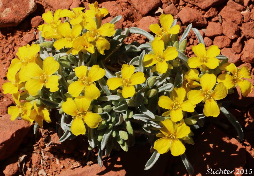 Arizona Bladderpod: Lesquerella arizonica (Synonyms: Lesquerella arizonica var. nudicaulis, Physaria arizonica)