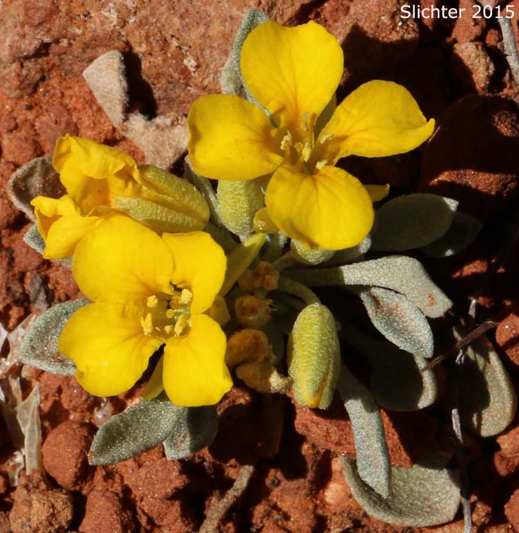 Arizona Bladderpod: Lesquerella arizonica (Synonyms: Lesquerella arizonica var. nudicaulis, Physaria arizonica)