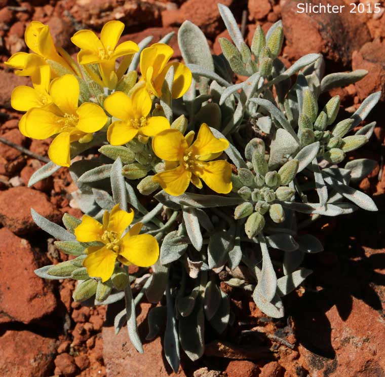 Arizona Bladderpod: Lesquerella arizonica (Synonyms: Lesquerella arizonica var. nudicaulis, Physaria arizonica)