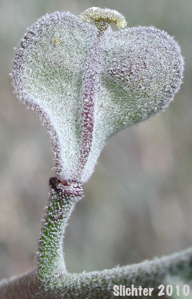Fruit of Coulter's Lyrepod: Lyrocarpa coulteri (Synonyms: Lyrocarpa coulteri var. coulteri, Lyrocarpa coulteri var. palmeri)