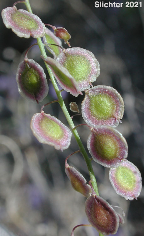 Fringe Pod: Thysanocarpus curvipes ssp. eradiatus (Synonyms: Thysanocarpus curvipes, Thysanocarpus curvipes var. eradiatus)