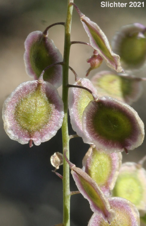 Fringe Pod: Thysanocarpus curvipes ssp. eradiatus (Synonyms: Thysanocarpus curvipes, Thysanocarpus curvipes var. eradiatus)