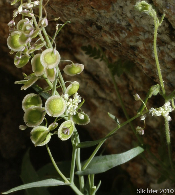 Fringepod, Fringe Pod, Fringed Pod, Sand Fringepod, Hairy Lacepod: Thysanocarpus curvipes (Synonyms: Thysanocarpus amplectens, Thysanocarpus curvipes var. elegans, Thysanocarpus curvipes var. eradiatus, Thysanocarpus curvipes var. longistylus, Thysanocarpus elegans, Thysanocarpus foliosus)