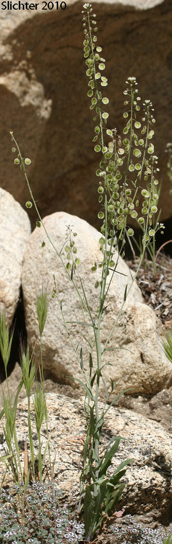 Fringepod, Fringe Pod, Fringed Pod, Sand Fringepod, Hairy Lacepod: Thysanocarpus curvipes (Synonyms: Thysanocarpus amplectens, Thysanocarpus curvipes var. elegans, Thysanocarpus curvipes var. eradiatus, Thysanocarpus curvipes var. longistylus, Thysanocarpus elegans, Thysanocarpus foliosus)