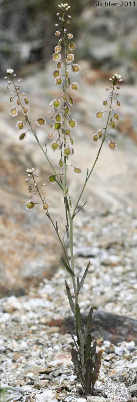 Common Lace Pod, Mountain Fringepod, Narrow-leaved Fringe Pod, Narrow-leaved Lacepod: Thysanocarpus laciniatus (Synonyms: Thysanocarpus laciniatus ssp. desertorum, Thysanocarpus laciniatus var. crenatus, Thysanocarpus laciniatus var. emarginatus, Thysanocarpus laciniatus var. hitchcockii, Thysanocarpus laciniatus var. laciniatus, Thysanocarpus laciniatus var. ramosus, Thysanocarpus laciniatus var. rigidus)