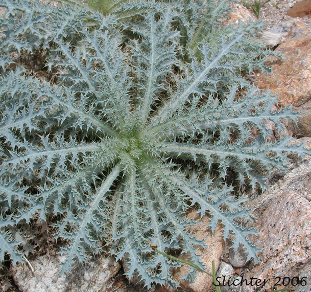 Chicalote, Prickly Poppy: Argemone munita (Synonyms: Argemone munita ssp. argentea, Argemone munita ssp. robusta, Argemone munita ssp. rotundata)