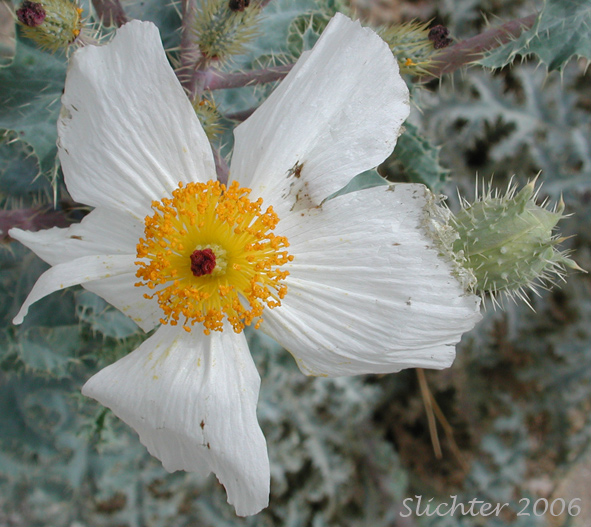 Chicalote, Prickly Poppy: Argemone munita (Synonyms: Argemone munita ssp. argentea, Argemone munita ssp. robusta, Argemone munita ssp. rotundata)