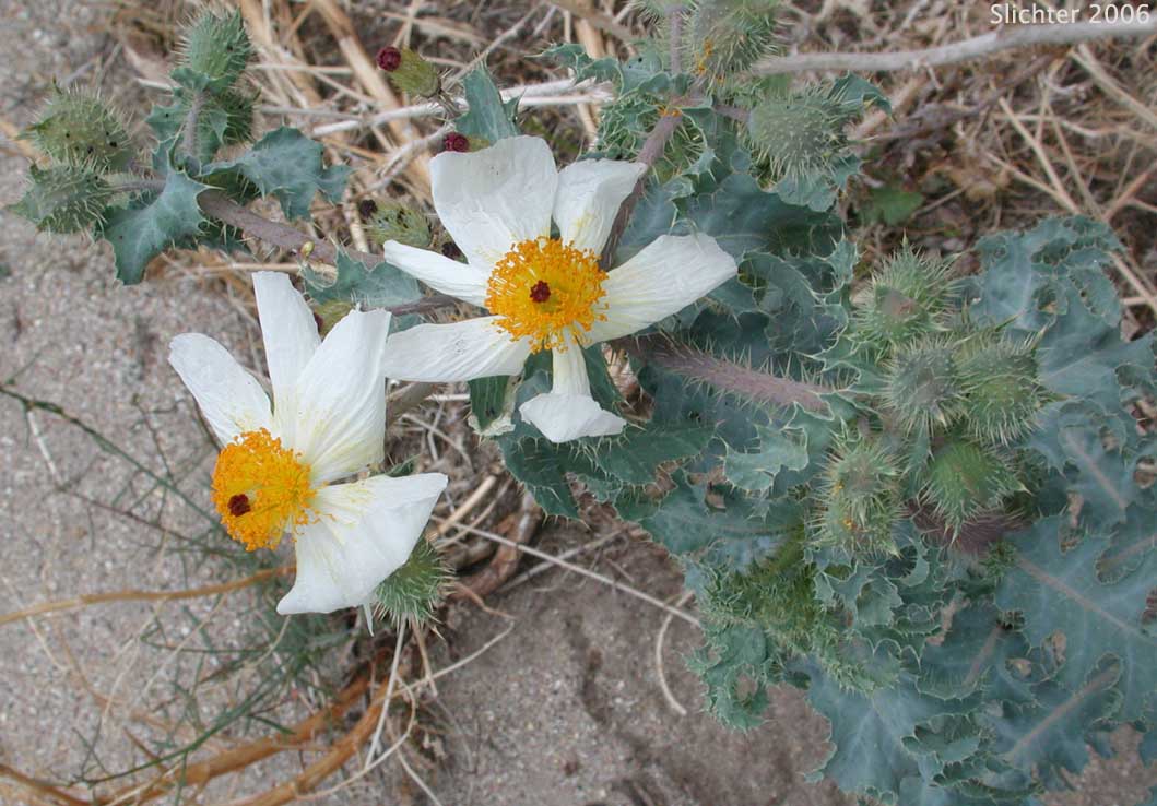 Chicalote, Prickly Poppy: Argemone munita (Synonyms: Argemone munita ssp. argentea, Argemone munita ssp. robusta, Argemone munita ssp. rotundata)