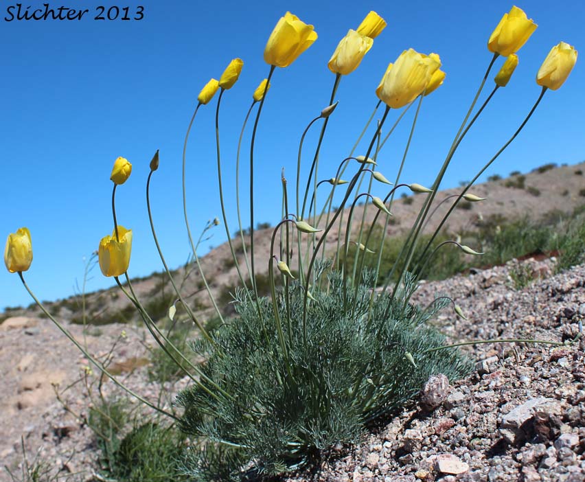 California Poppy: Eschscholzia californica