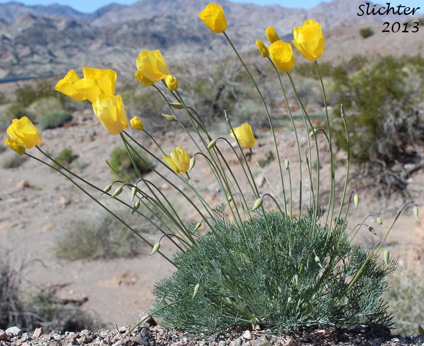 California Poppy: Eschscholzia californica