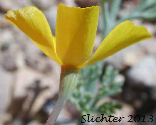 Desert Poppy, Desert Golden Poppy, Desert Gold Poppy: Eschscholzia glyptosperma