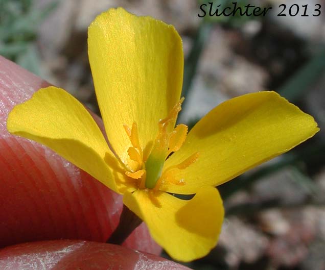 Desert Poppy, Desert Golden Poppy, Desert Gold Poppy: Eschscholzia glyptosperma