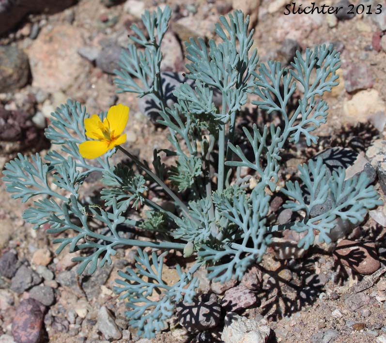 Desert Poppy, Desert Golden Poppy, Desert Gold Poppy: Eschscholzia glyptosperma