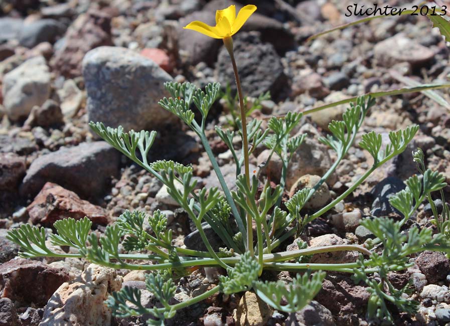 Desert Poppy, Desert Golden Poppy, Desert Gold Poppy: Eschscholzia glyptosperma