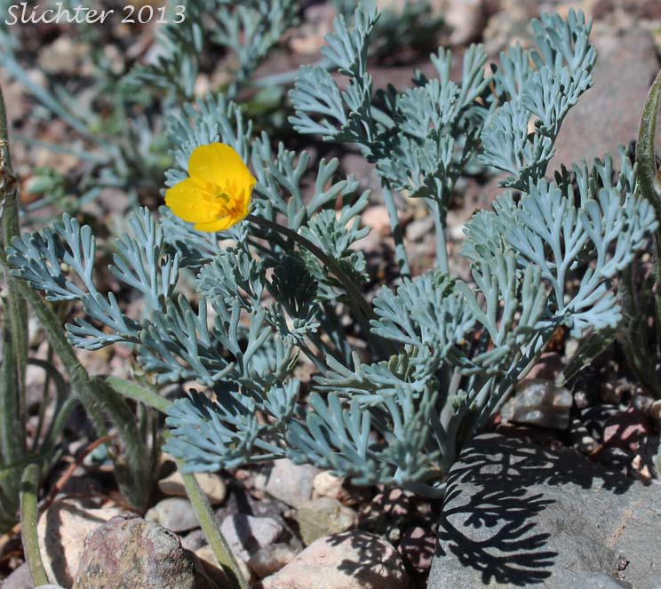 Desert Poppy, Desert Golden Poppy, Desert Gold Poppy: Eschscholzia glyptosperma