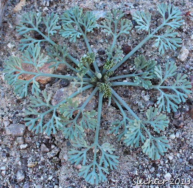 Basal leaves of Desert Poppy, Desert Golden Poppy, Desert Gold Poppy: Eschscholzia glyptosperma