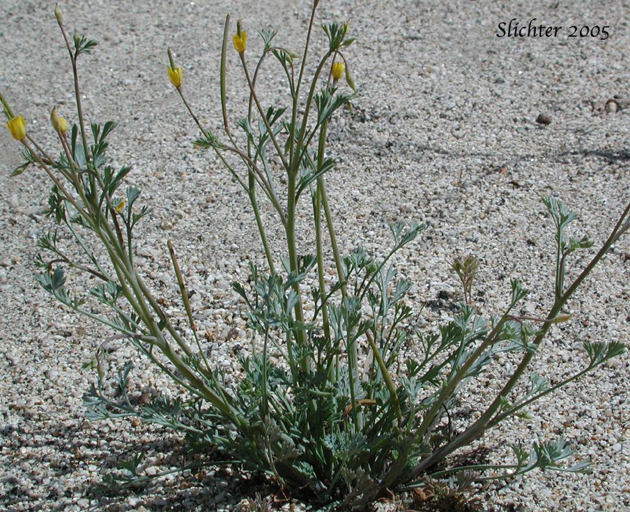 Pygymy Poppy, Coville's Poppy: Escholzia minutiflora