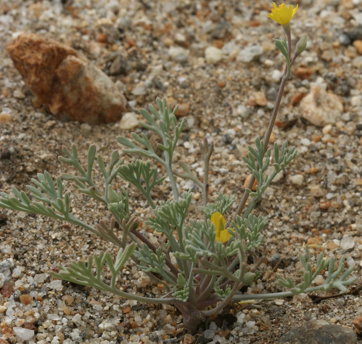 Pygymy Poppy, Coville's Poppy: Escholzia minutiflora
