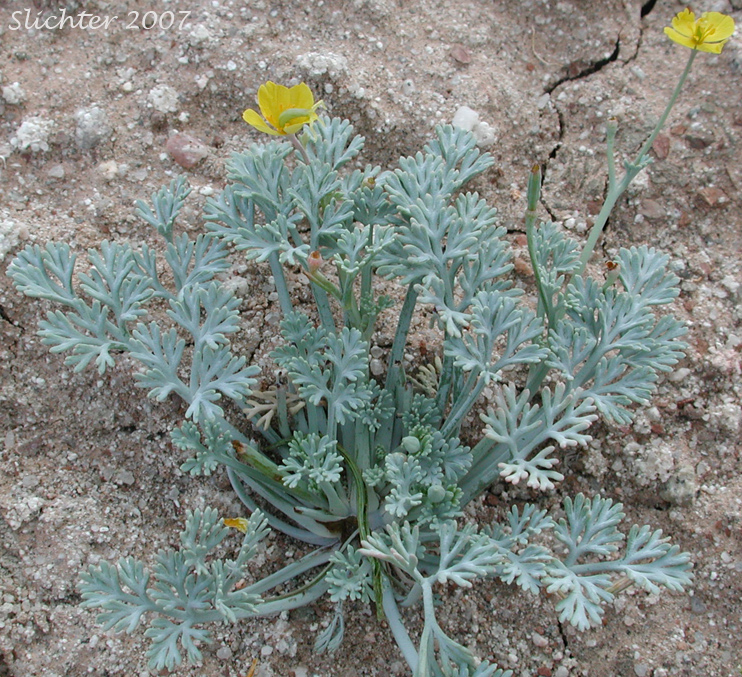 Pygymy Poppy, Coville's Poppy: Escholzia minutiflora