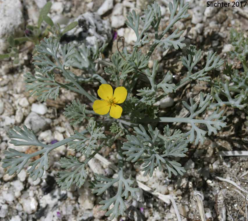 Pygymy Poppy, Coville's Poppy: Escholzia minutiflora
