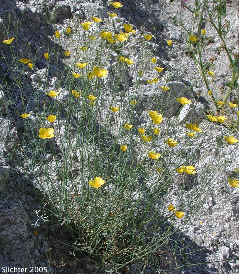 Parish's Poppy, Pygmy Poppy: Eschscholzia parishii