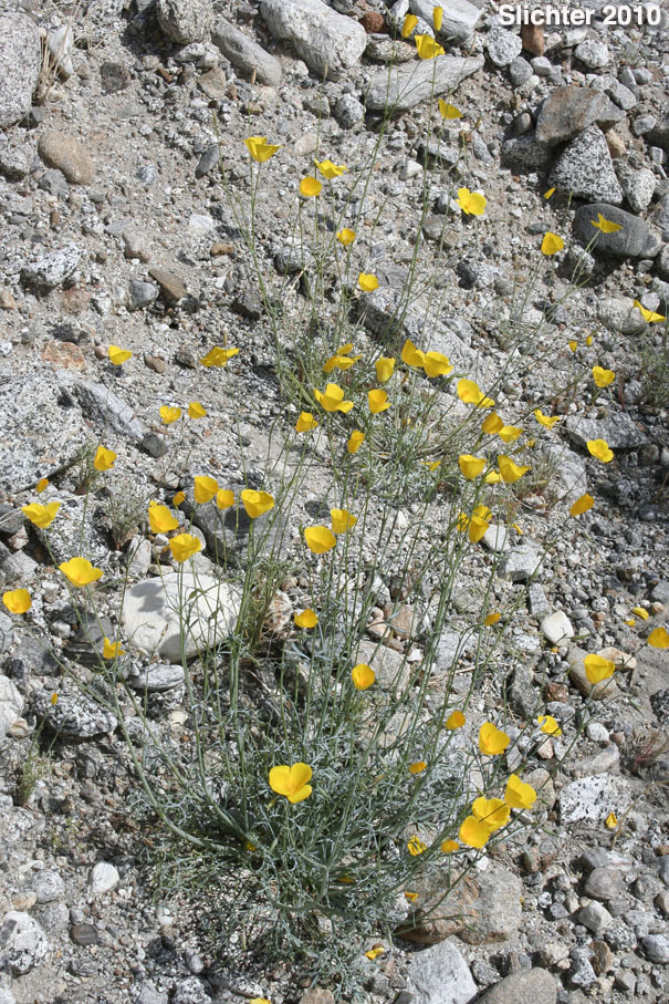 Parish's Poppy, Pygmy Poppy: Eschscholzia parishii