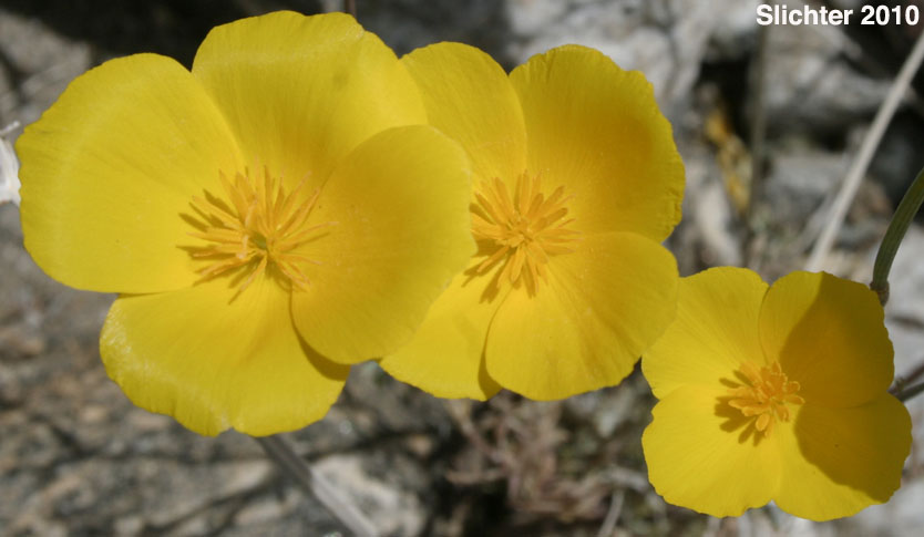 Parish's Poppy, Pygmy Poppy: Eschscholzia parishii