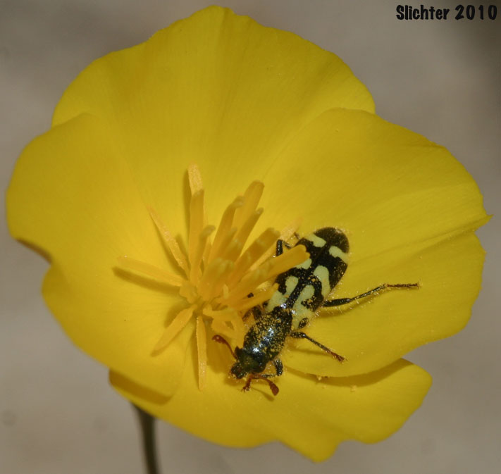 Parish's Poppy, Pygmy Poppy: Eschscholzia parishii