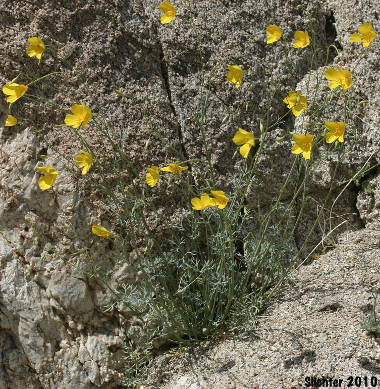 Parish's Poppy, Pygmy Poppy: Eschscholzia parishii