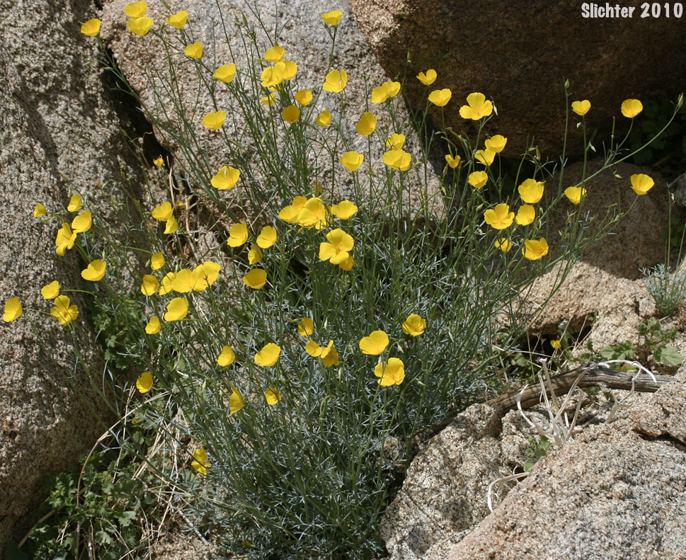 Parish's Poppy, Pygmy Poppy: Eschscholzia parishii